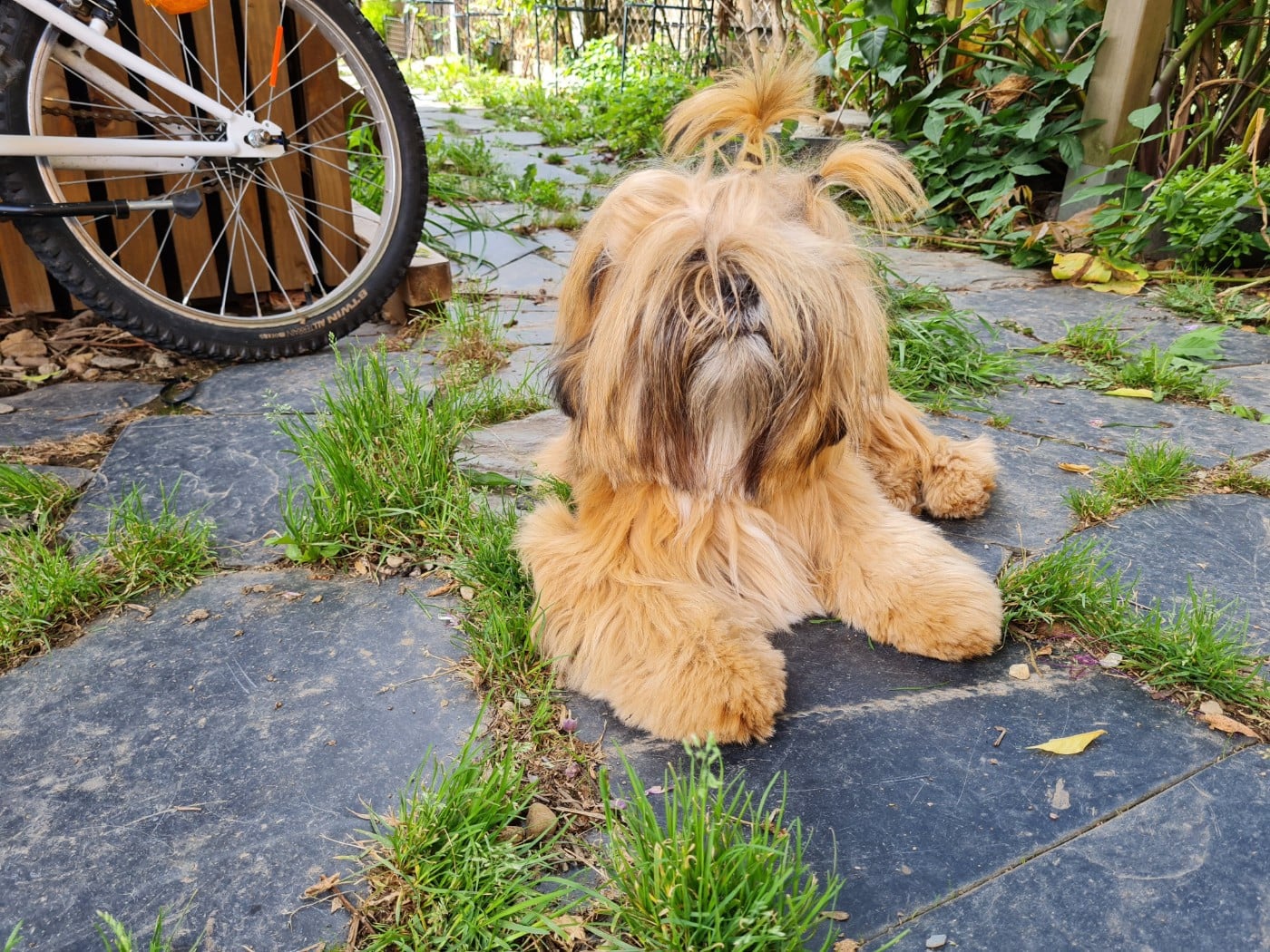 Suzy-chu De Kang Kharka