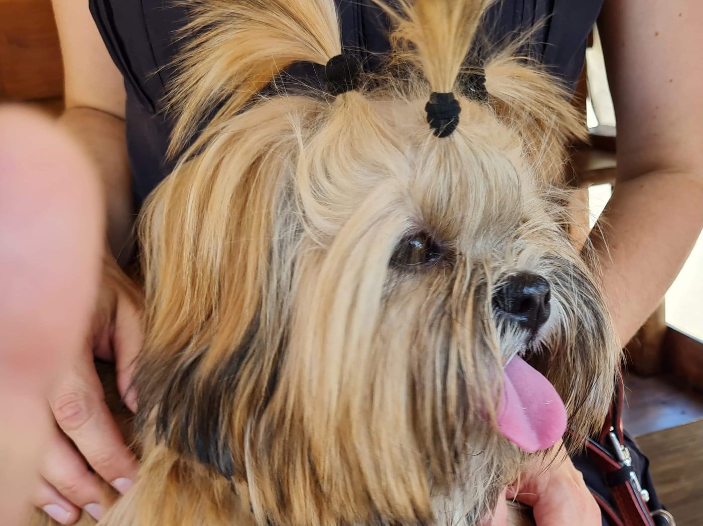 Suzy-chu De Kang Kharka