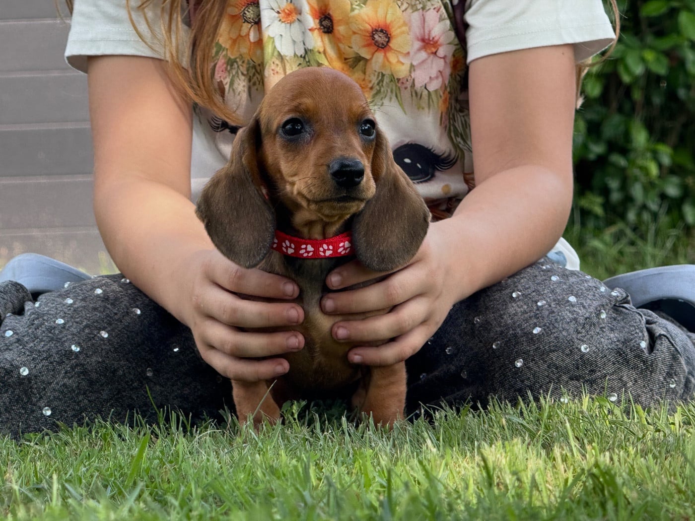 Teckel poil ras - des Gueules D'Amour