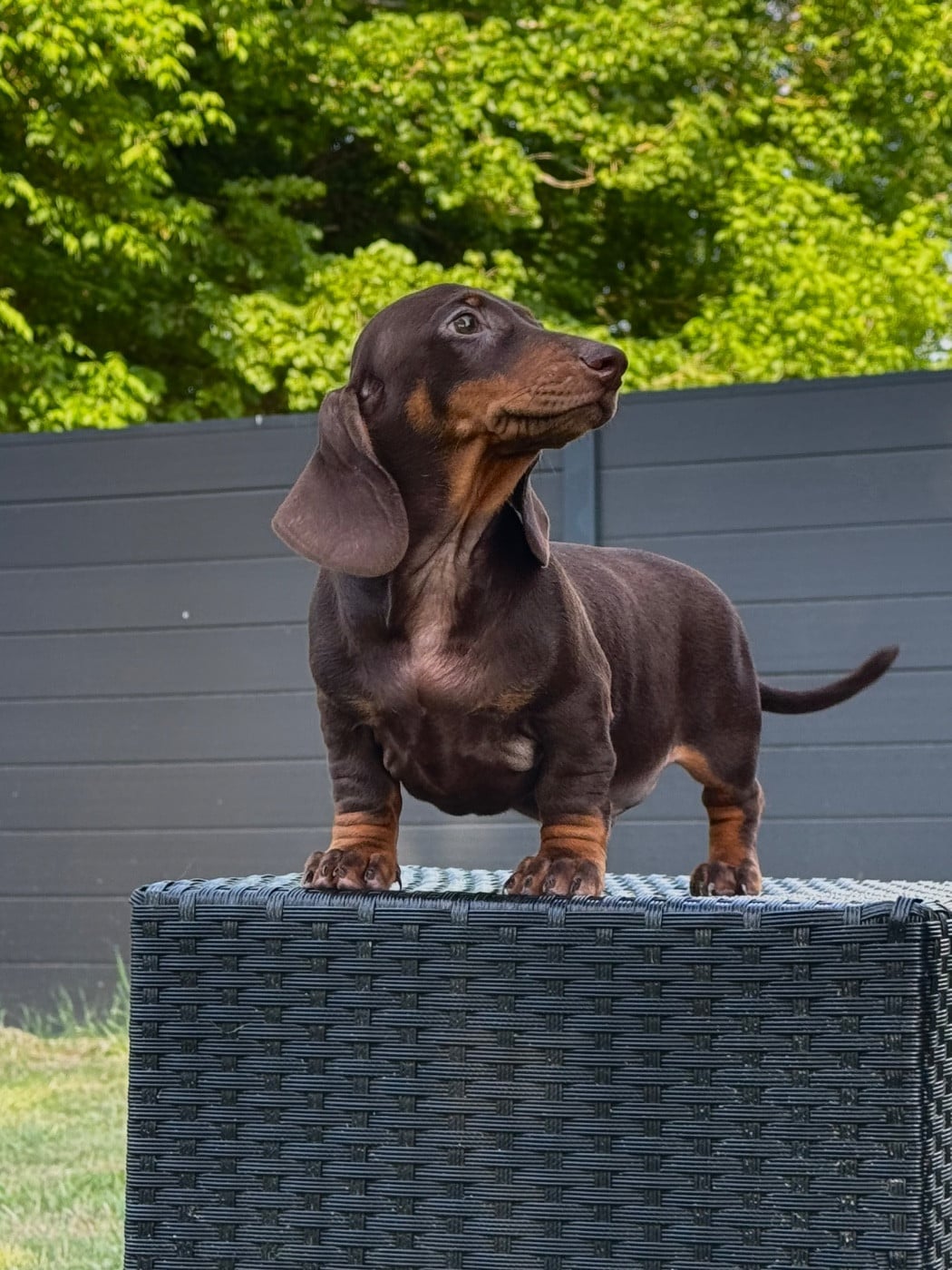 Teckel poil ras - des Gueules D'Amour