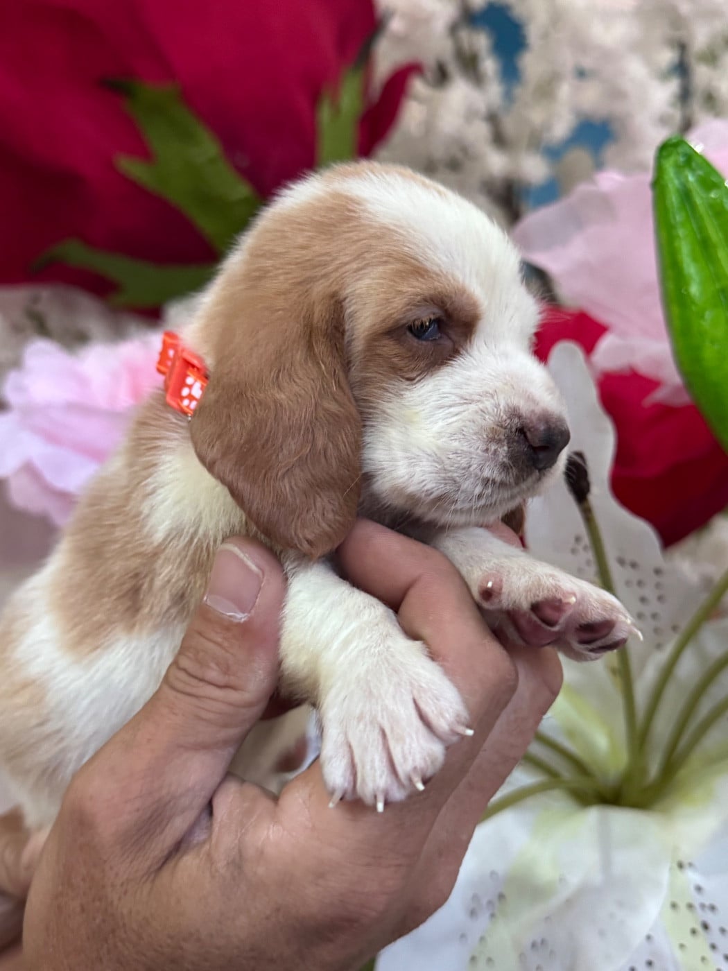 Basset Hound - des Gueules D'Amour