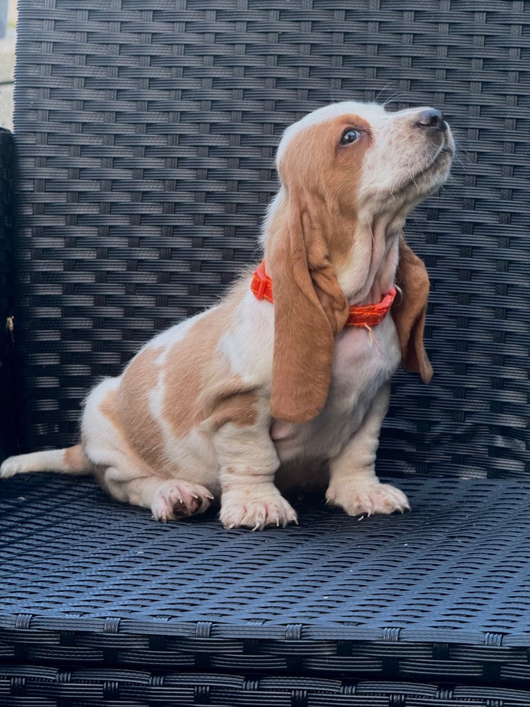 COLLIER ORANGE