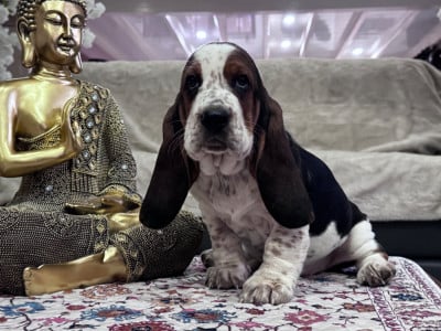 Les chiots de Basset Hound