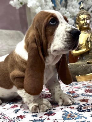 Les chiots de Basset Hound