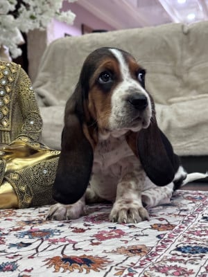 Les chiots de Basset Hound