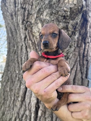 Les chiots de Teckel poil ras