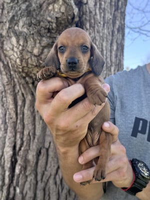 Les chiots de Teckel poil ras