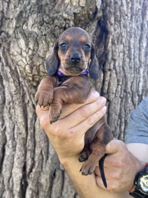Les chiots de Teckel poil ras