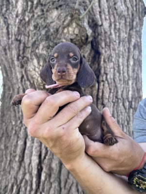 Les chiots de Teckel poil ras