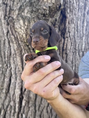 Les chiots de Teckel poil ras