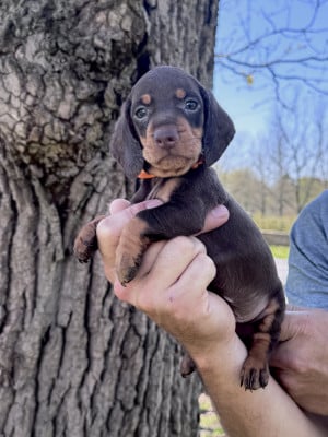 Les chiots de Teckel poil ras