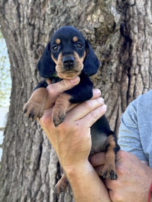 Les chiots de Teckel poil ras