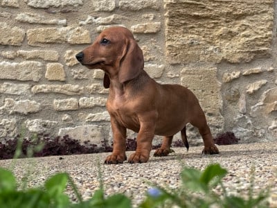 Les chiots de Teckel poil ras