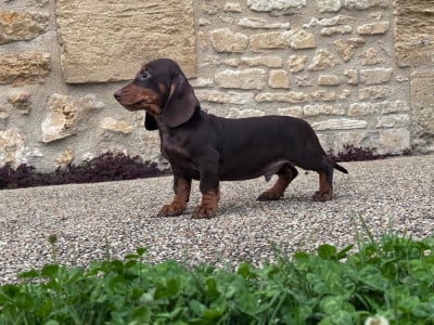 Les chiots de Teckel poil ras