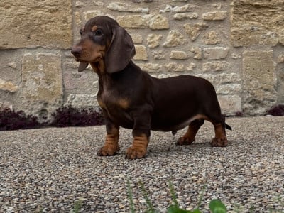 Les chiots de Teckel poil ras