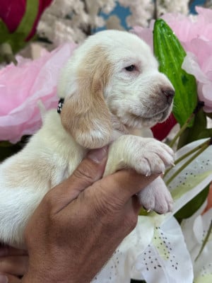 Les chiots de Basset Hound