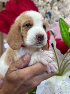 Les chiots de Basset Hound