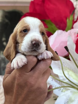 Les chiots de Basset Hound