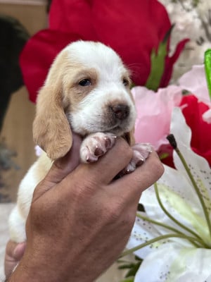 Les chiots de Basset Hound