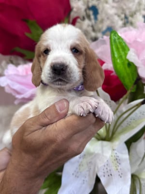 Les chiots de Basset Hound