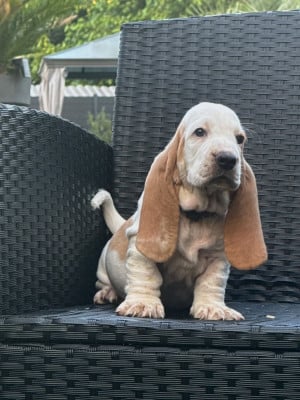 Les chiots de Basset Hound