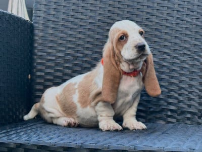 Les chiots de Basset Hound