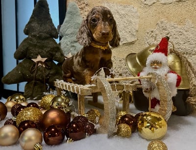 Les chiots de Teckel poil ras