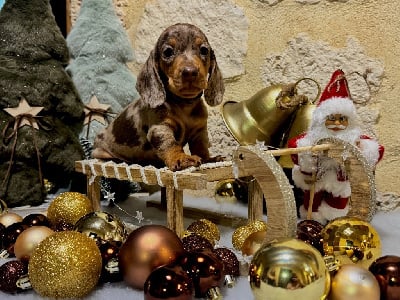 Les chiots de Teckel poil ras