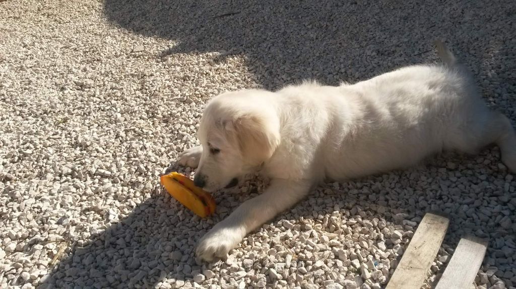 Jasp du grand sénéchal