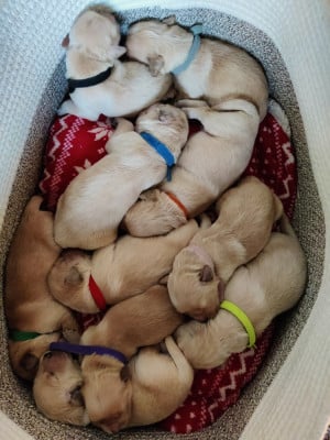 Les chiots de Golden Retriever