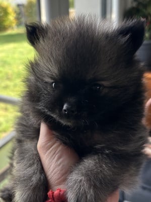 Les chiots de Spitz allemand