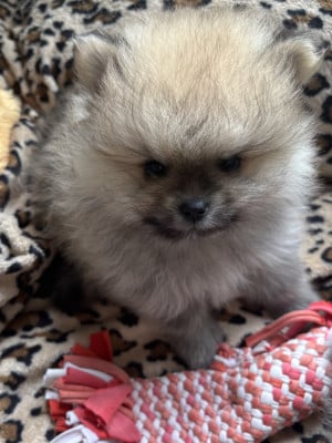 Les chiots de Spitz allemand
