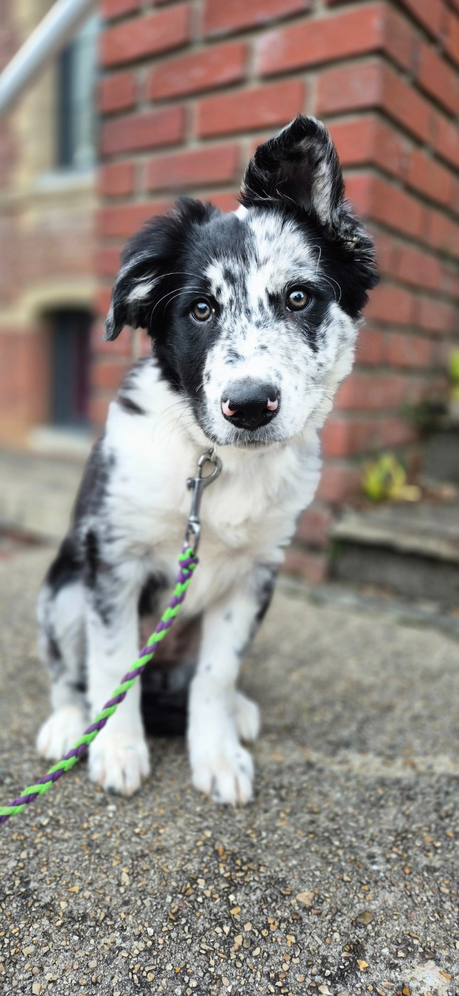 Arya Blue Mermaid De Nety Paradise