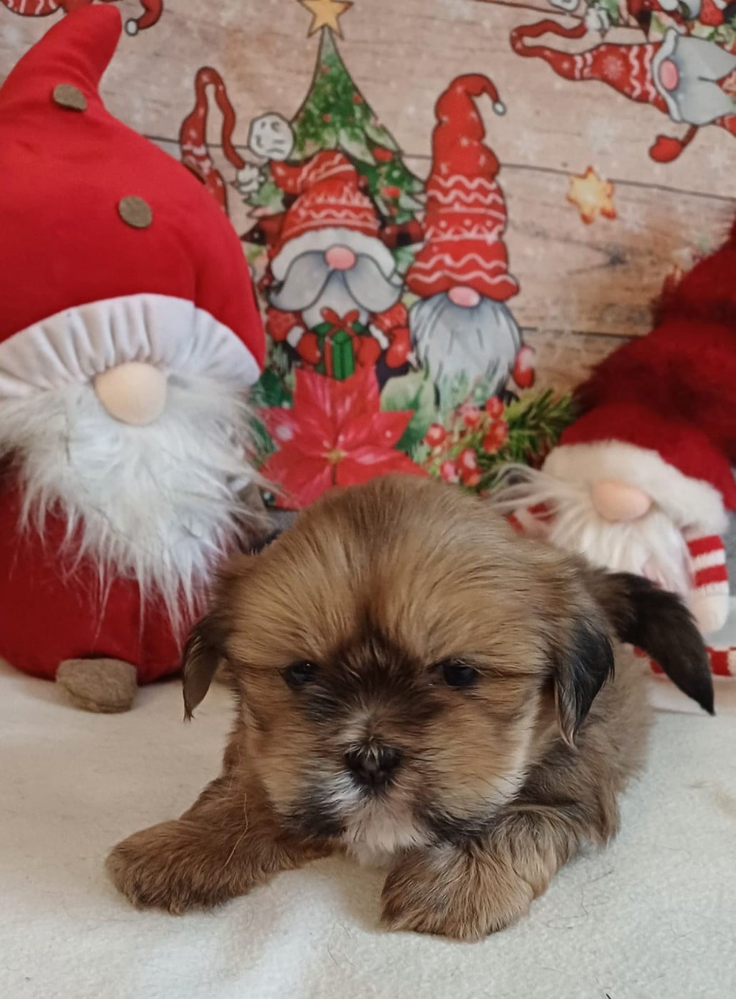 CHIOT 1 Collier Bleu