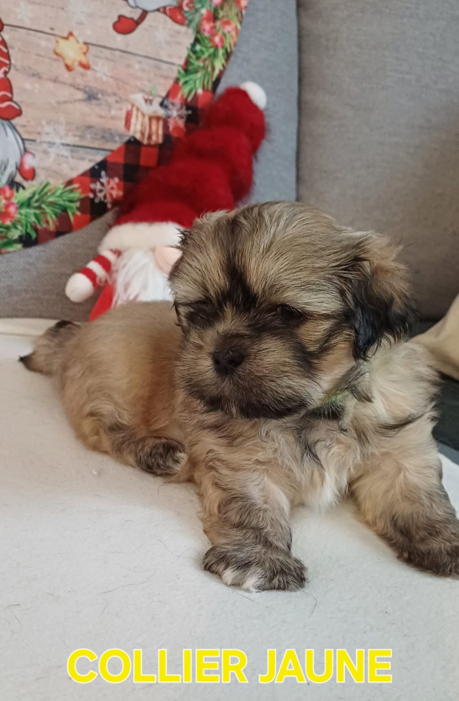 CHIOT 2 Collier jaune