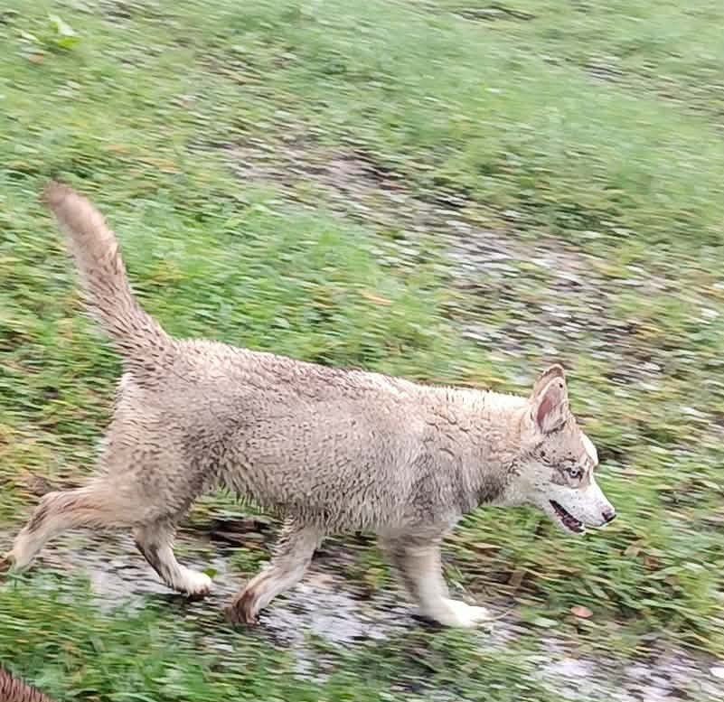 Arkaïa L'Ame Sauvage