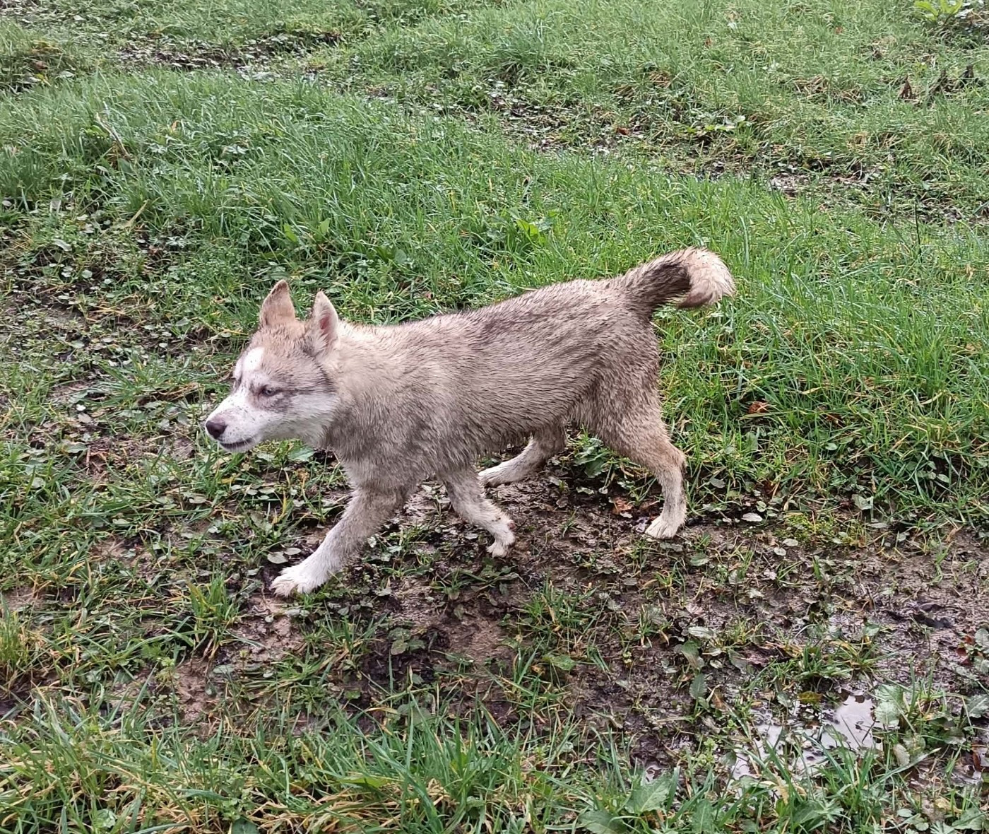 Arkaïa L'Ame Sauvage