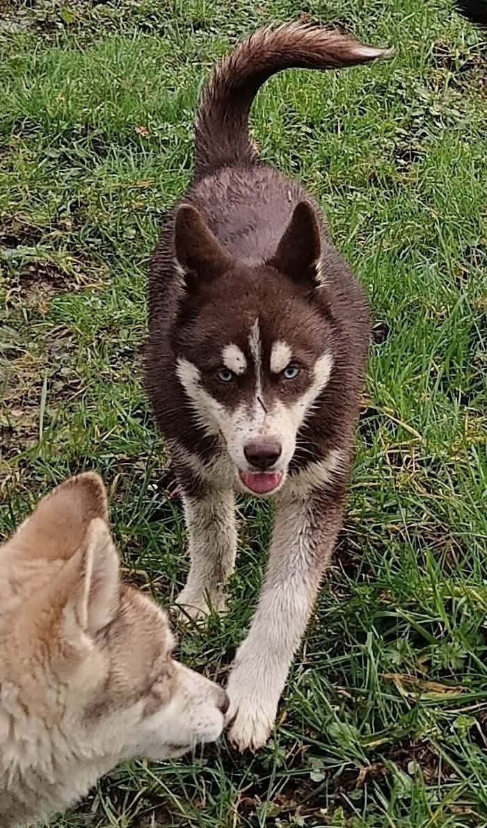 Avaïa L'Ame Sauvage