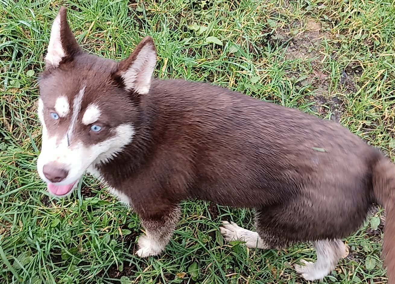 Avaïa L'Ame Sauvage