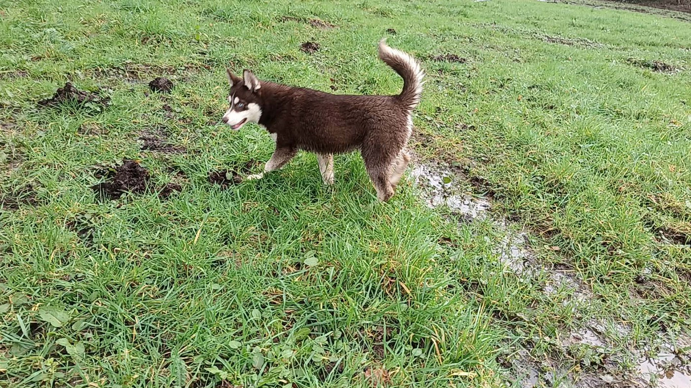 Avaïa L'Ame Sauvage