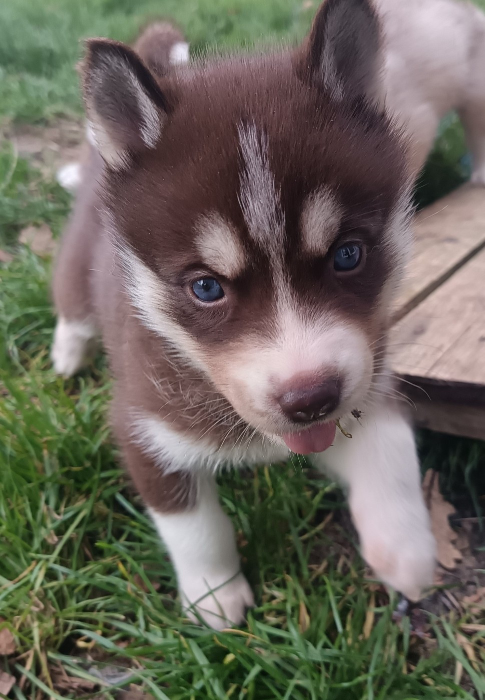 Avaïa L'Ame Sauvage