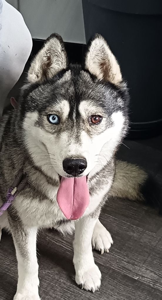 P-laika Du Clan Des Abélias