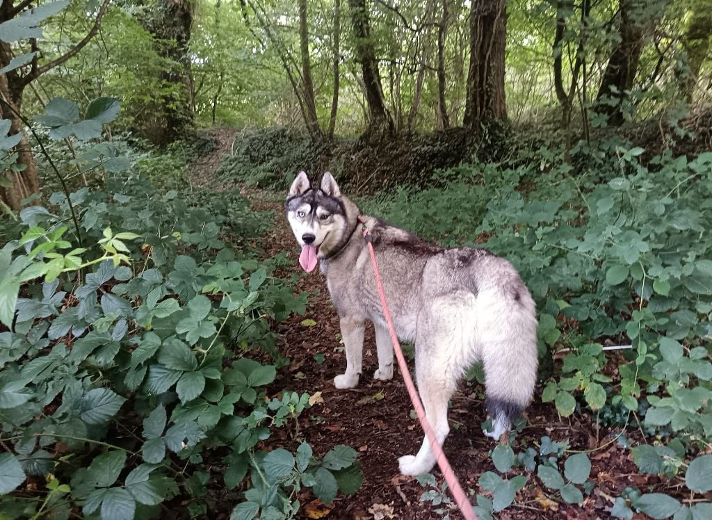 P-laika Du Clan Des Abélias