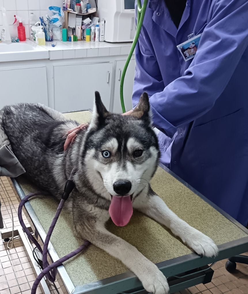 P-laika Du Clan Des Abélias