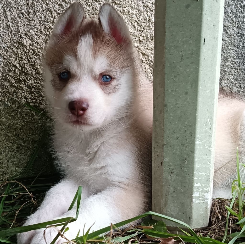 Siberian Husky - L'Ame Sauvage