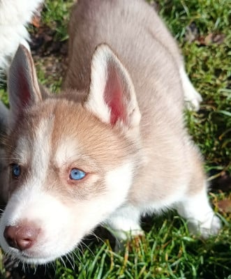 Les chiots de Siberian Husky