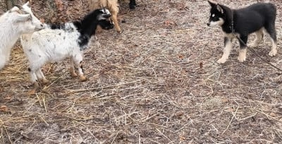 Les chiots de Siberian Husky