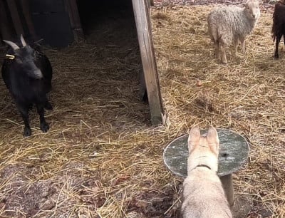 Les chiots de Siberian Husky