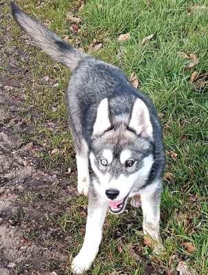 Les chiots de Siberian Husky