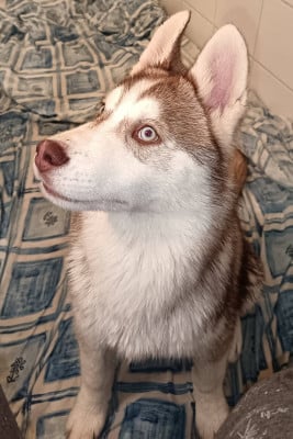 Les chiots de Siberian Husky